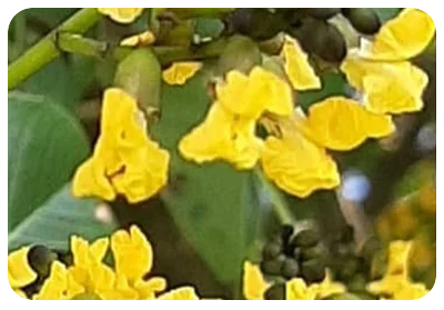 Mobile-PterocarpusMarsupium.webp